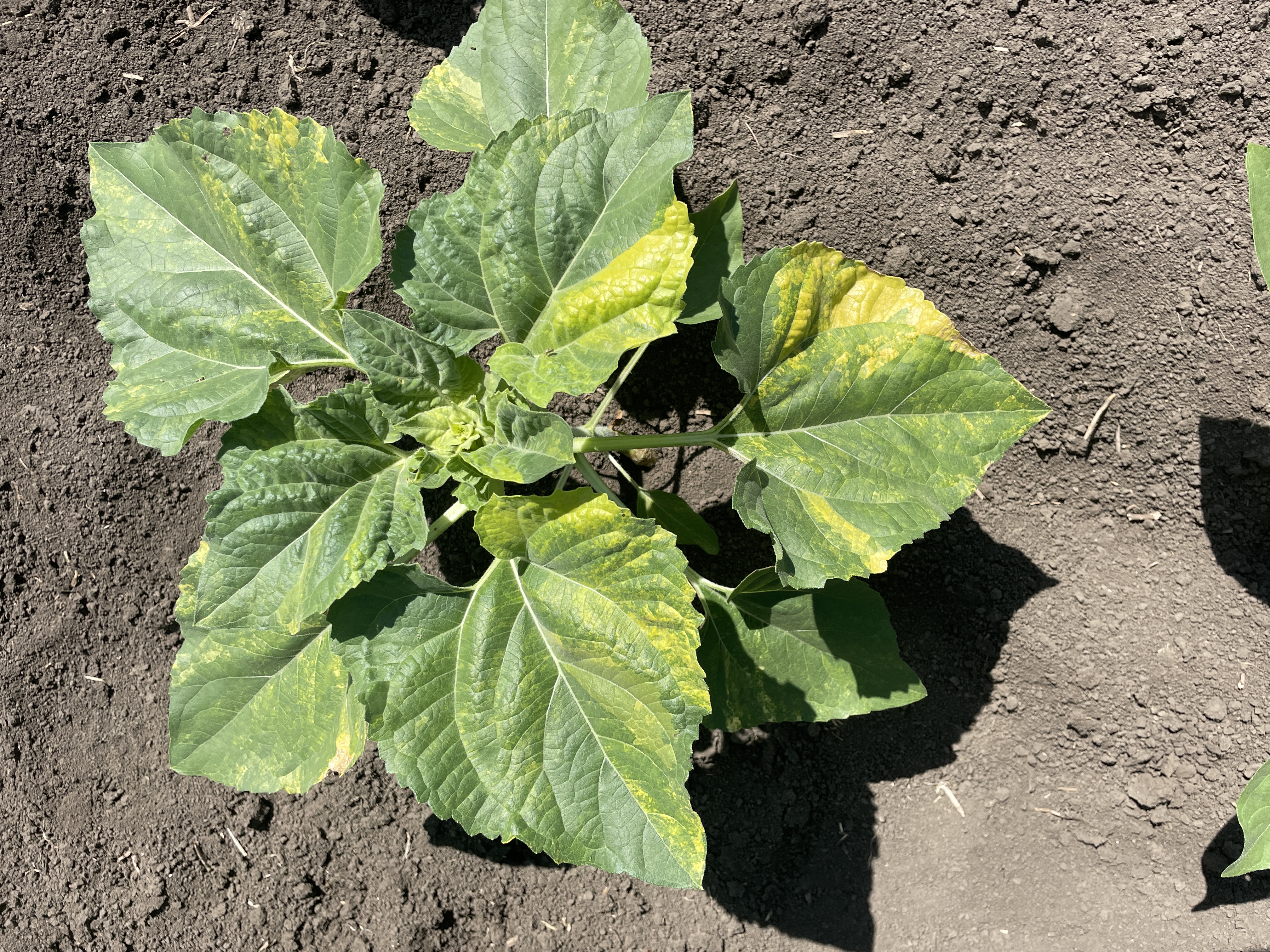 Апикальный хлороз