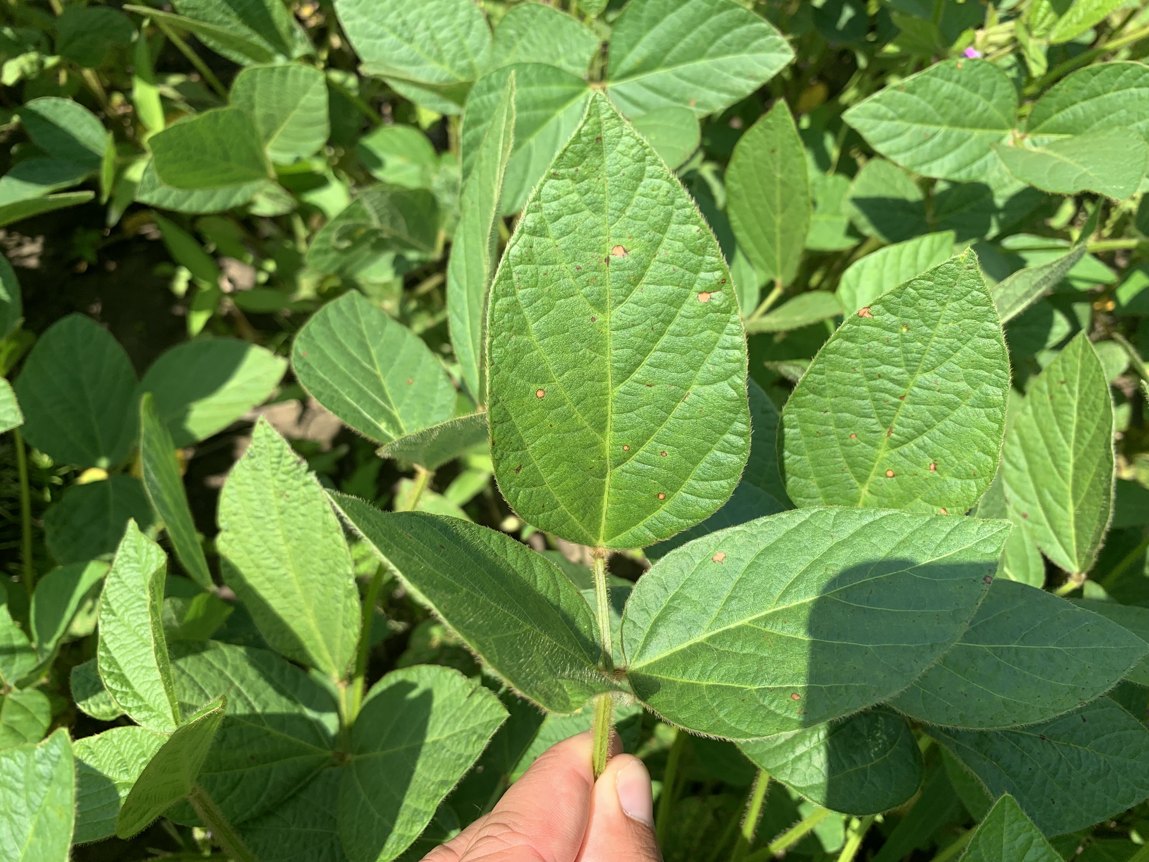 Церкоспороз сои (серая пятнистость)