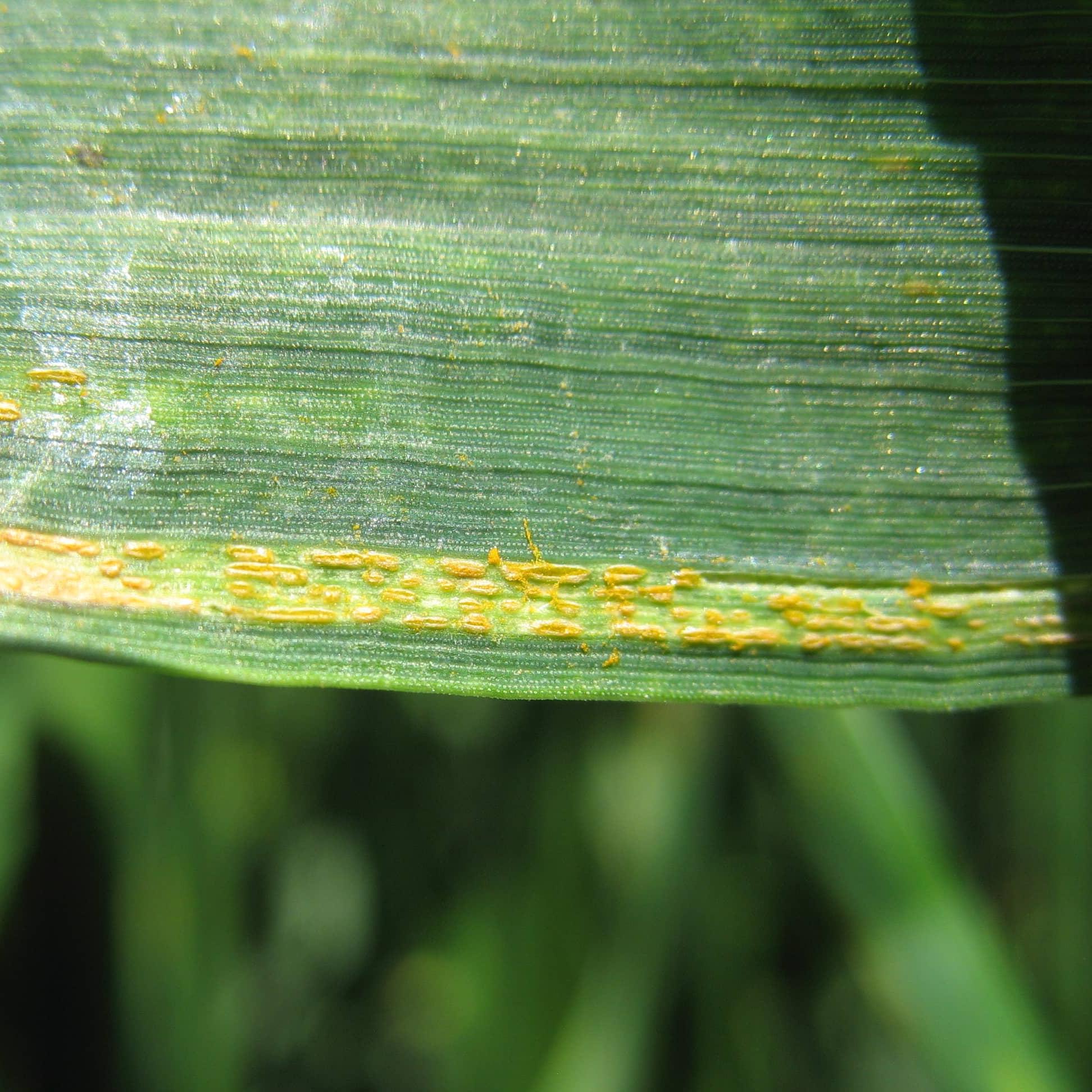 Желтая ржавчина