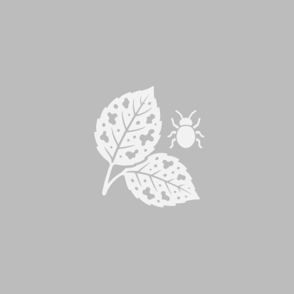 Обыкновенная парша