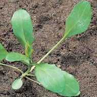 Яснотка, виды