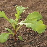 Крестовник обыкновенный