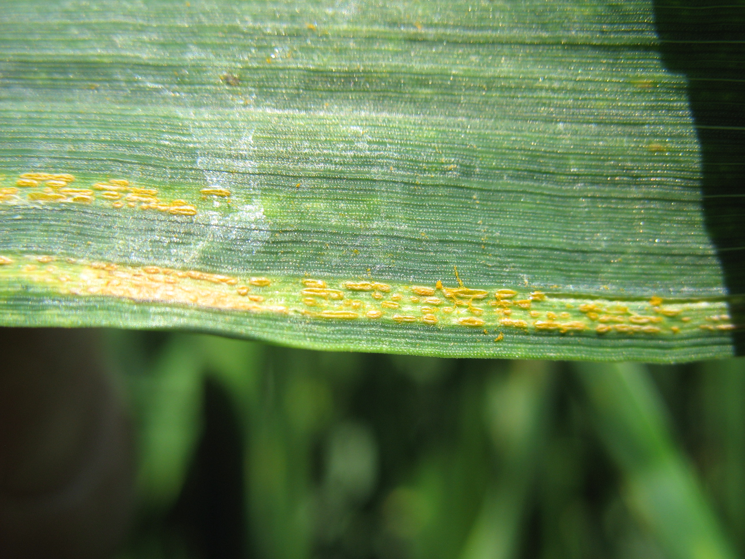 Желтая ржавчина