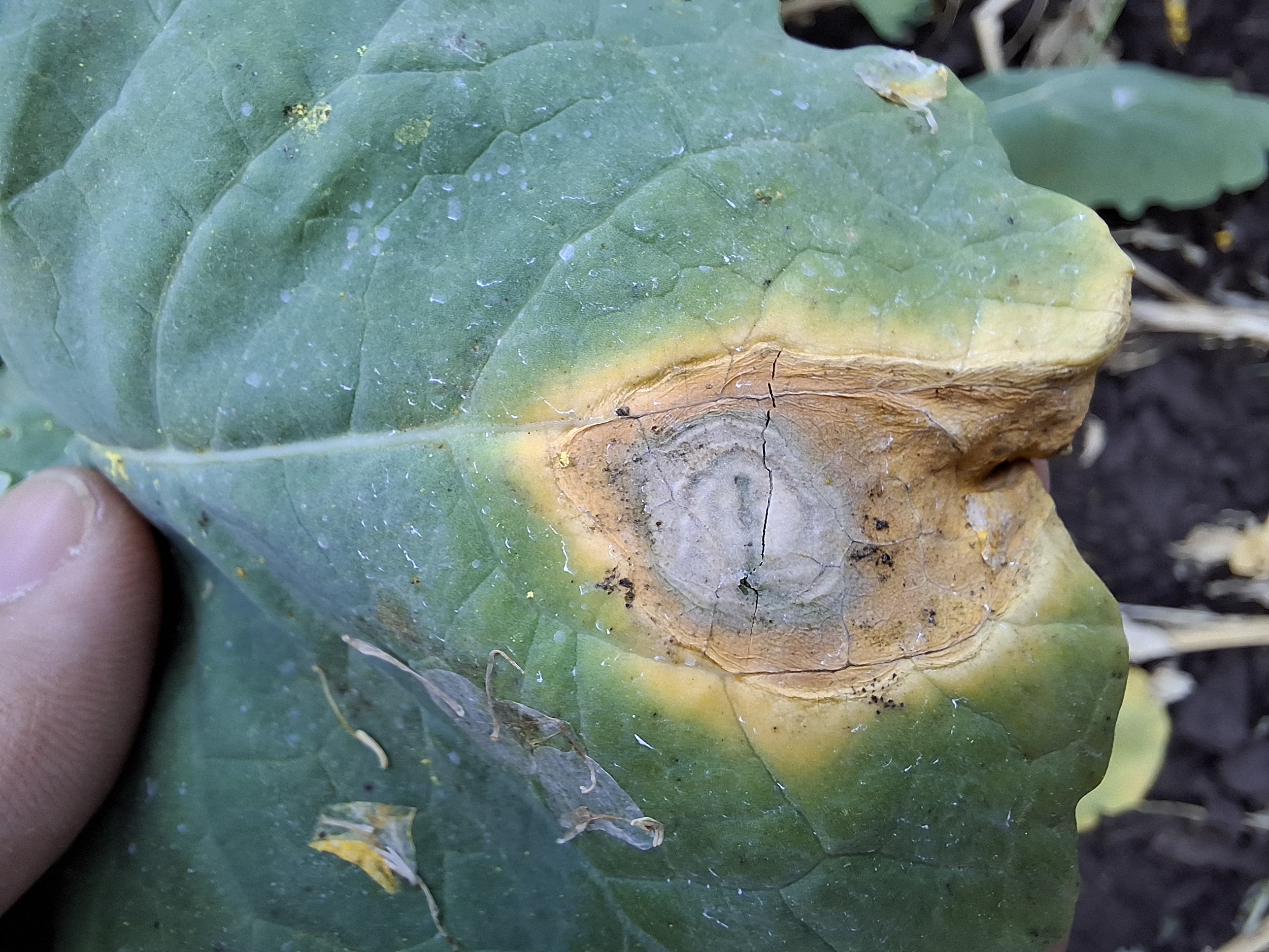 Альтернариоз