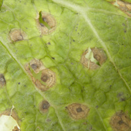 Альтернариоз