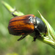 Хлебные жуки