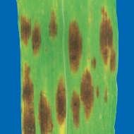 Темно-бурая пятнистость