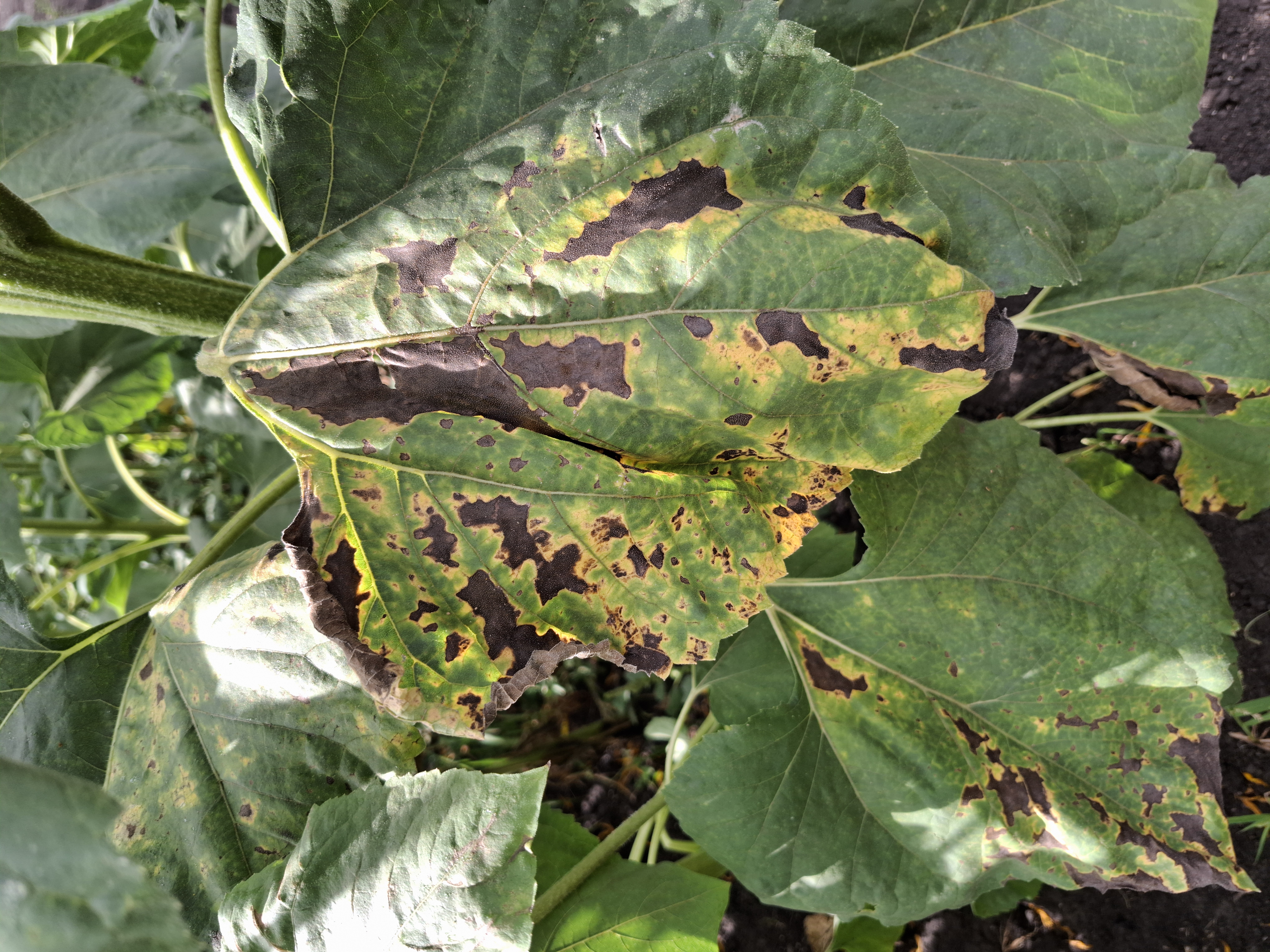 Вертициллёз