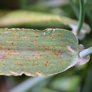 Бурая ржавчина