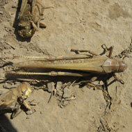 Саранчевые стадные