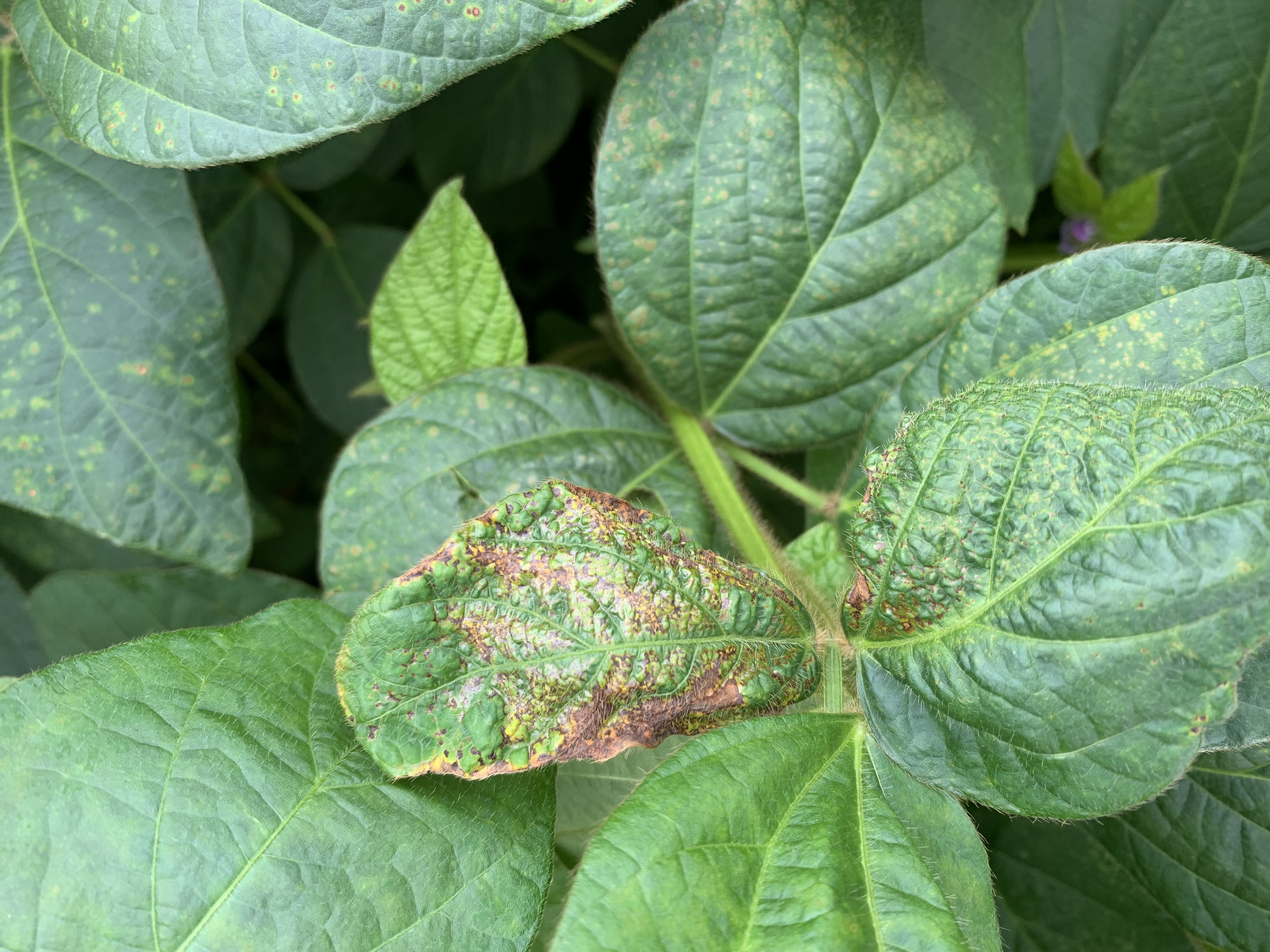 Бактериальный ожог