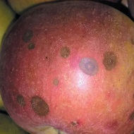 Гнили плодов при хранении (монилиозная, пенициллезная, горькая, плесневидная)