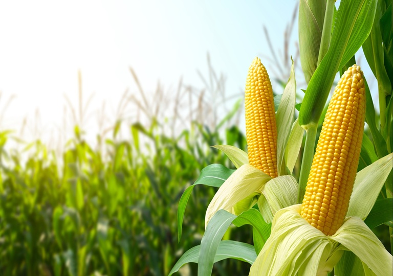 ИДЕАЛЬНАЯ КУКУРУЗА. ИТОГИ ПРОЕКТА — ВЕБИНАР