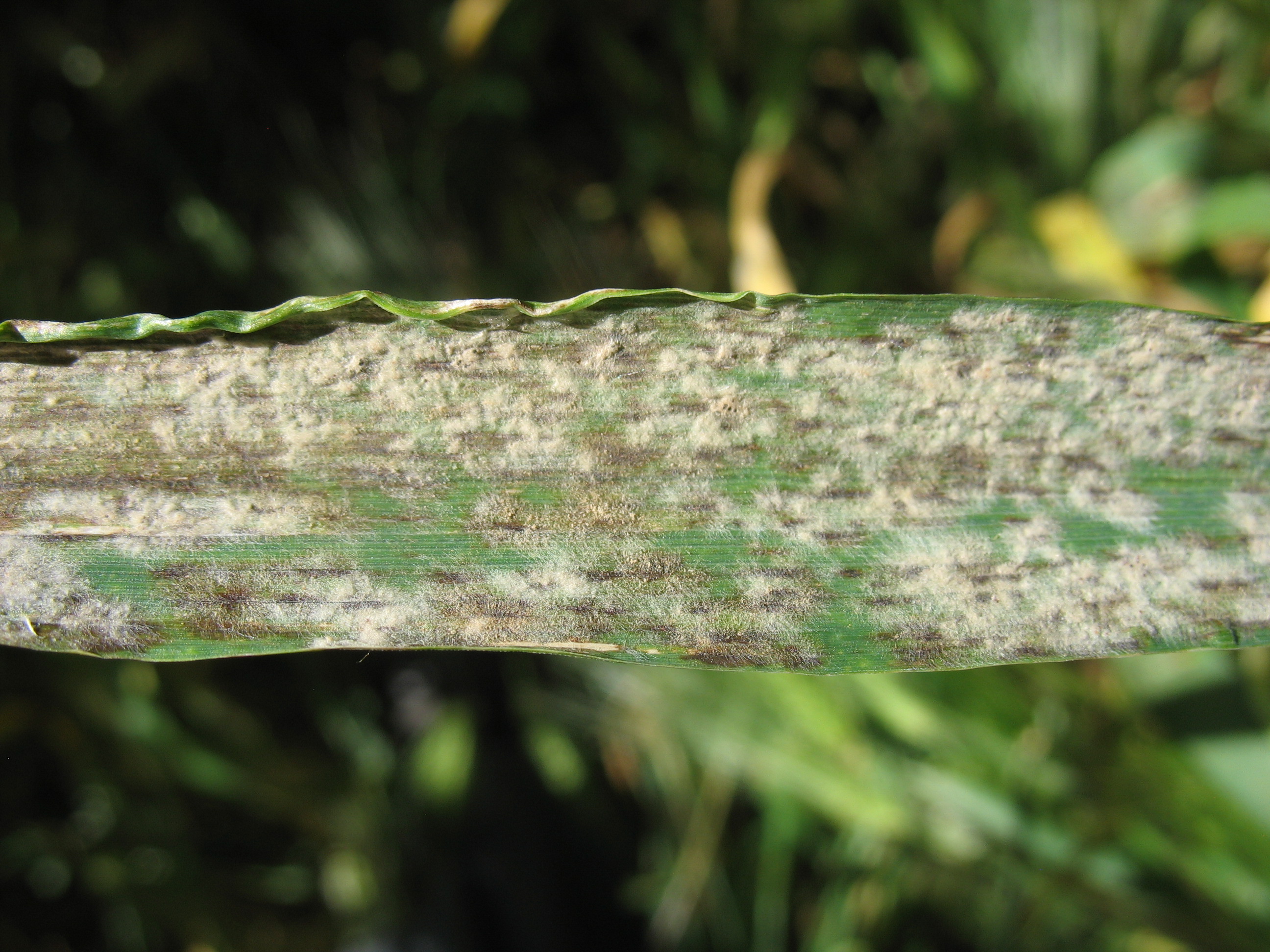 Мучнистая роса