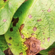 Альтернариоз