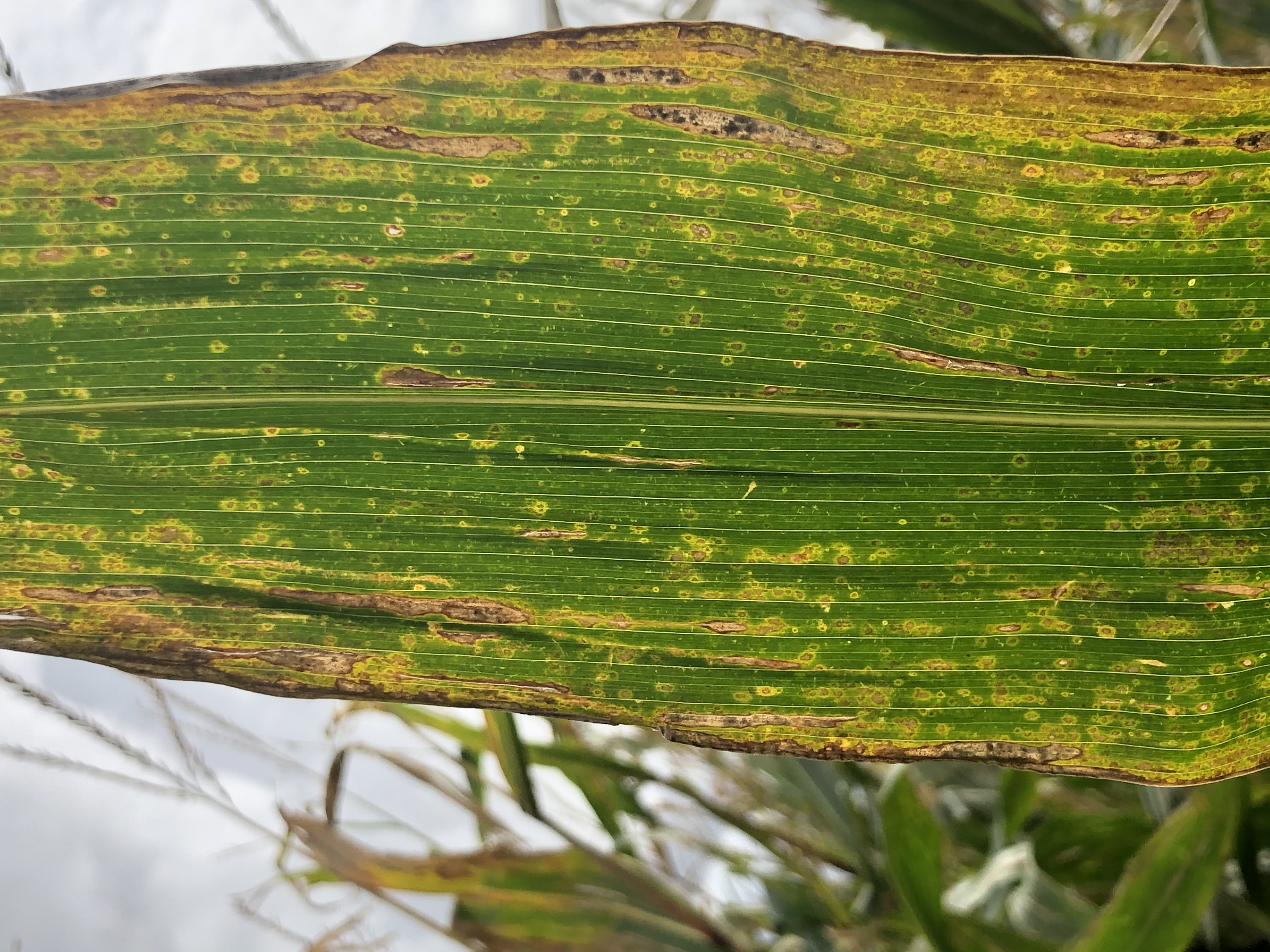 Глазковая пятнистость (Пятнистость листьев кукурузы)