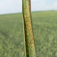 Стеблевая ржавчина