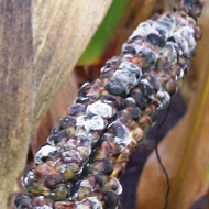 Плесневение семян