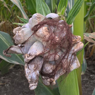 Пузырчатая головня