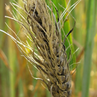 Твердая головня