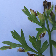 Альтернариоз 