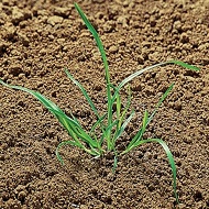 Метлица обыкновенная