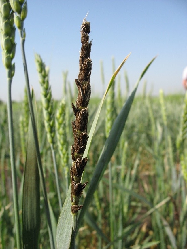 Пыльная головня пшеницы