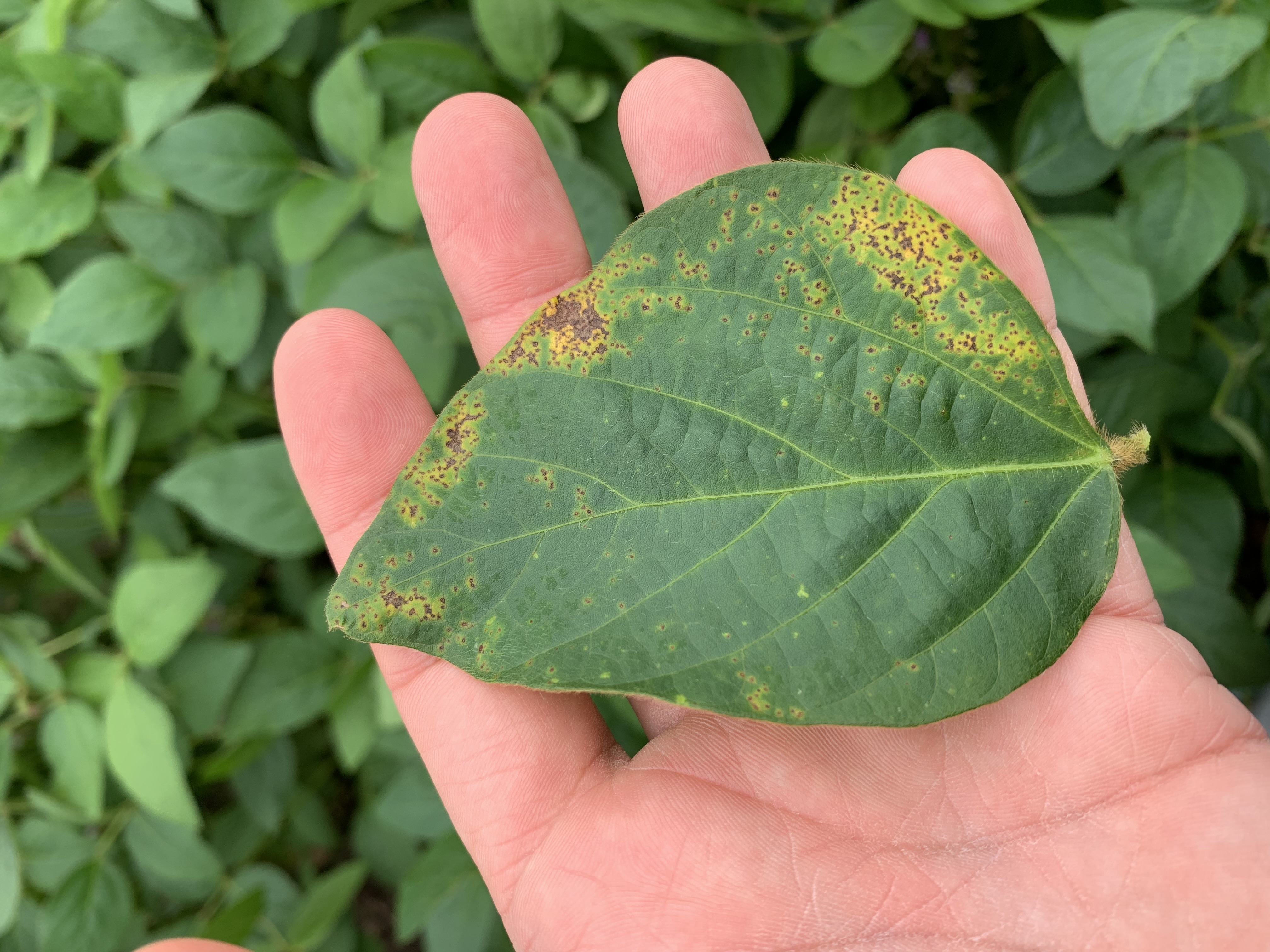 Пустульная пятнистость