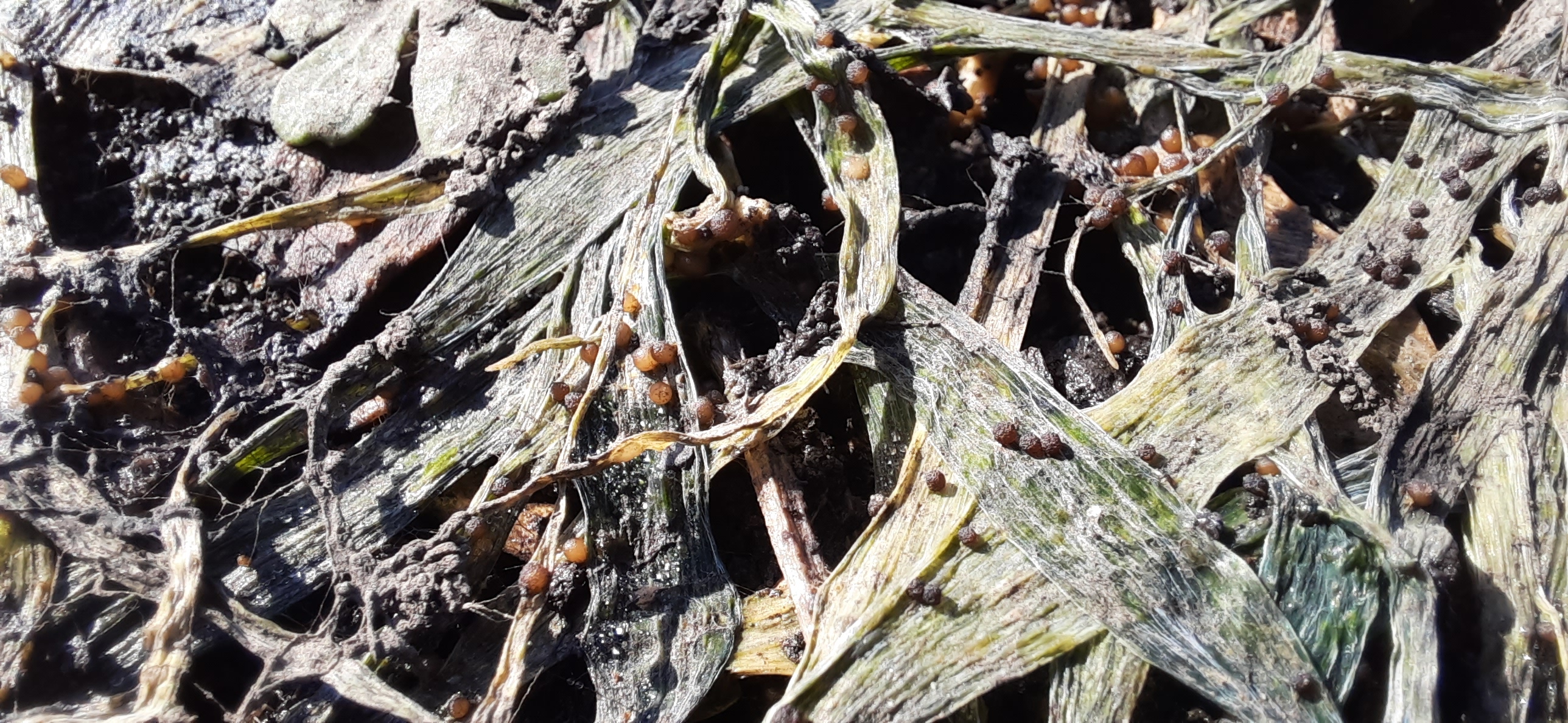 Тифулез (Тифулезная снежная плесень)