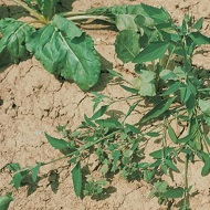 Лебеда раскидистая