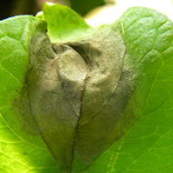 Фитофтороз