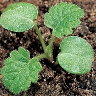 Яснотка пурпурная