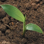 Росичка, виды