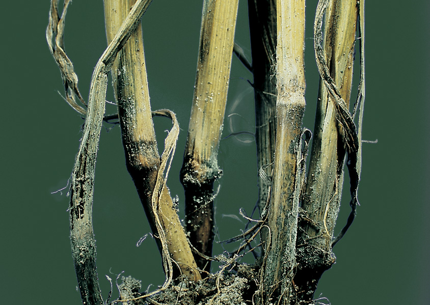 Офиоболезная корневая гниль