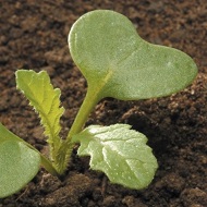 Горчица полевая