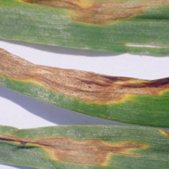 Септориоз листьев