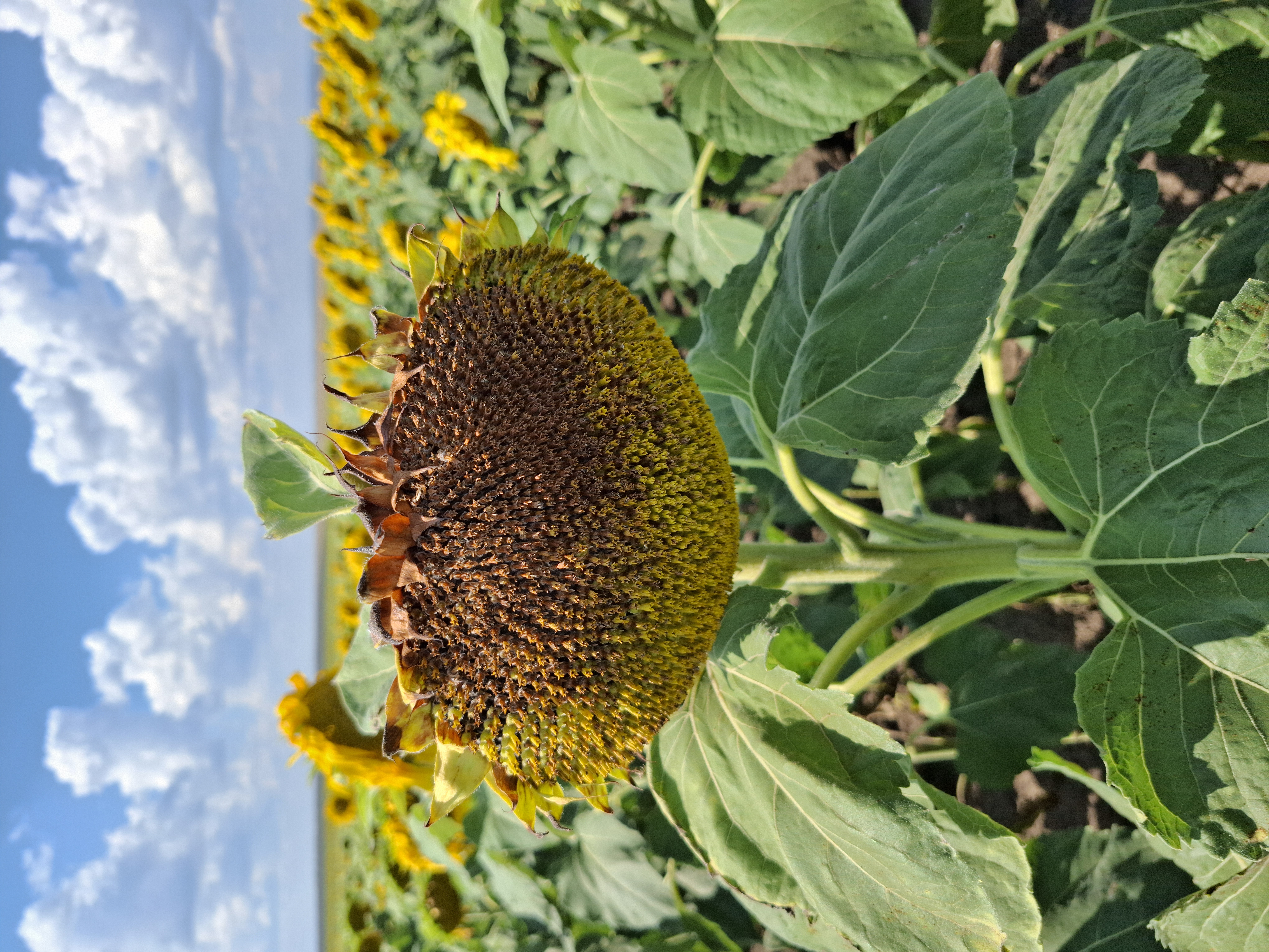 Сухая (ризопусная) гниль