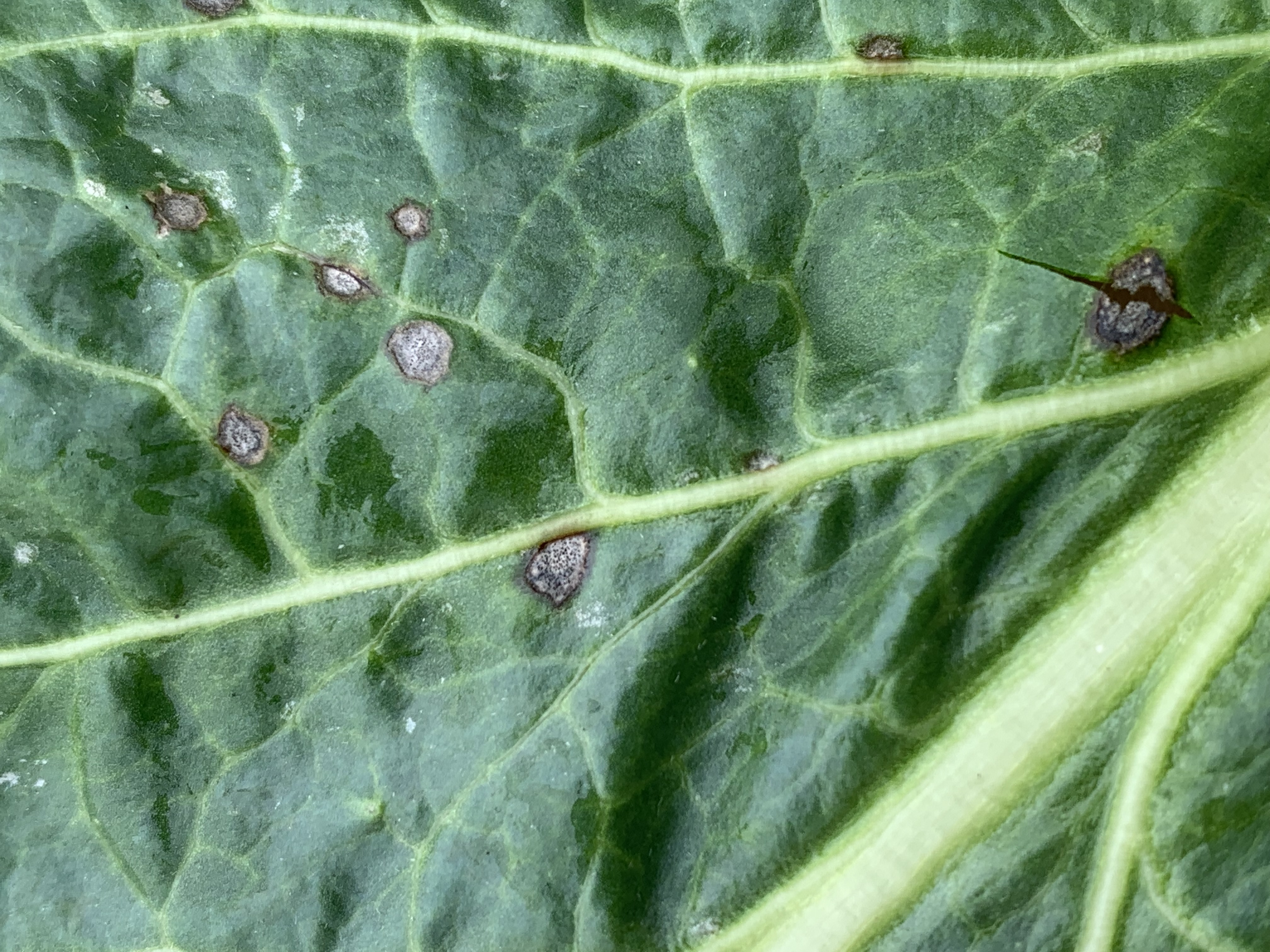 Церкоспороз