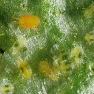 Паутинный клещ