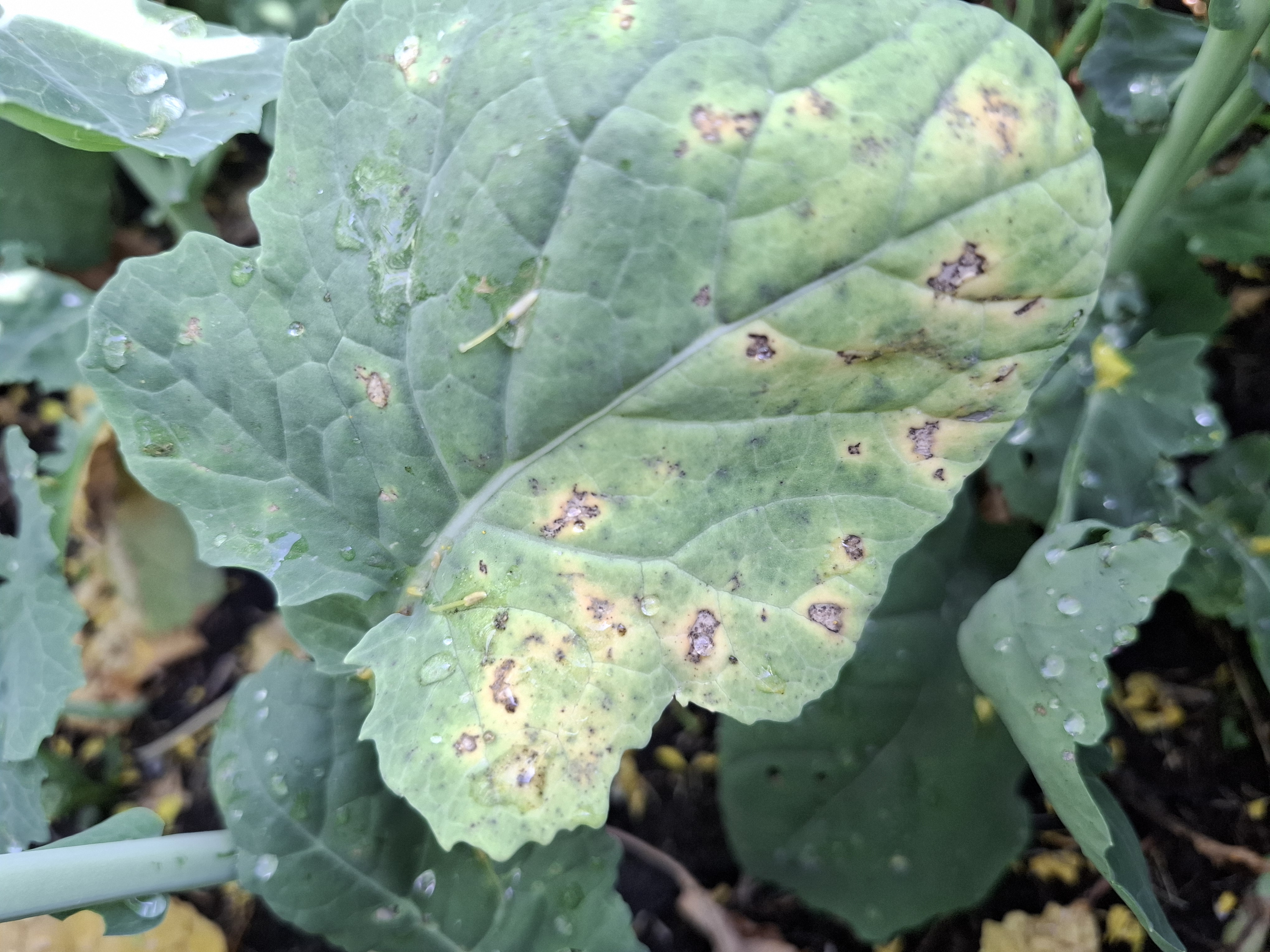 Пероноспороз (ложная мучнистая роса)