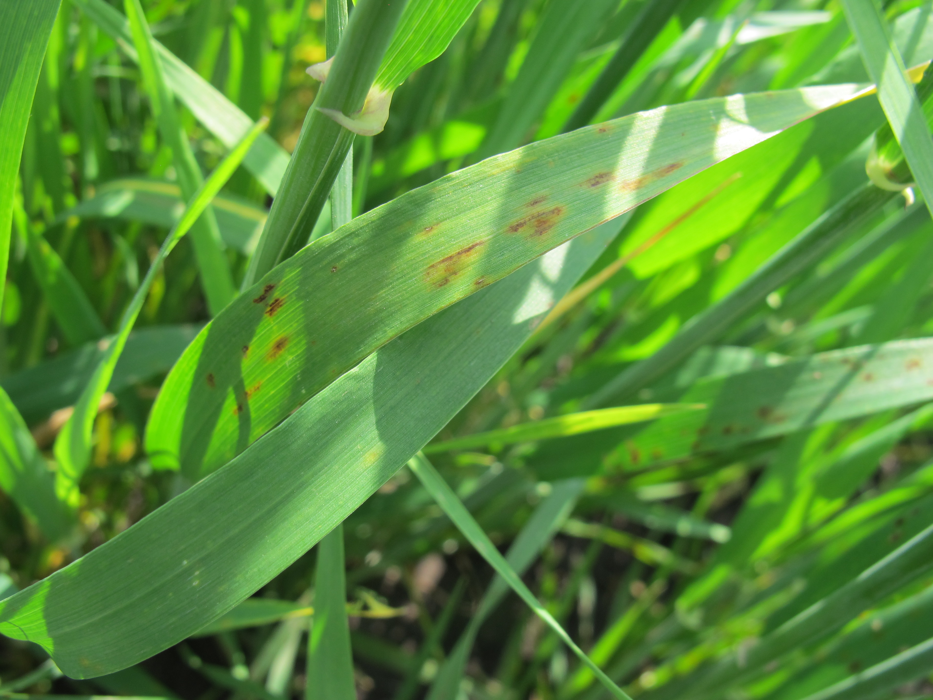 Темно-бурая пятнистость