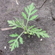 Амброзия, виды