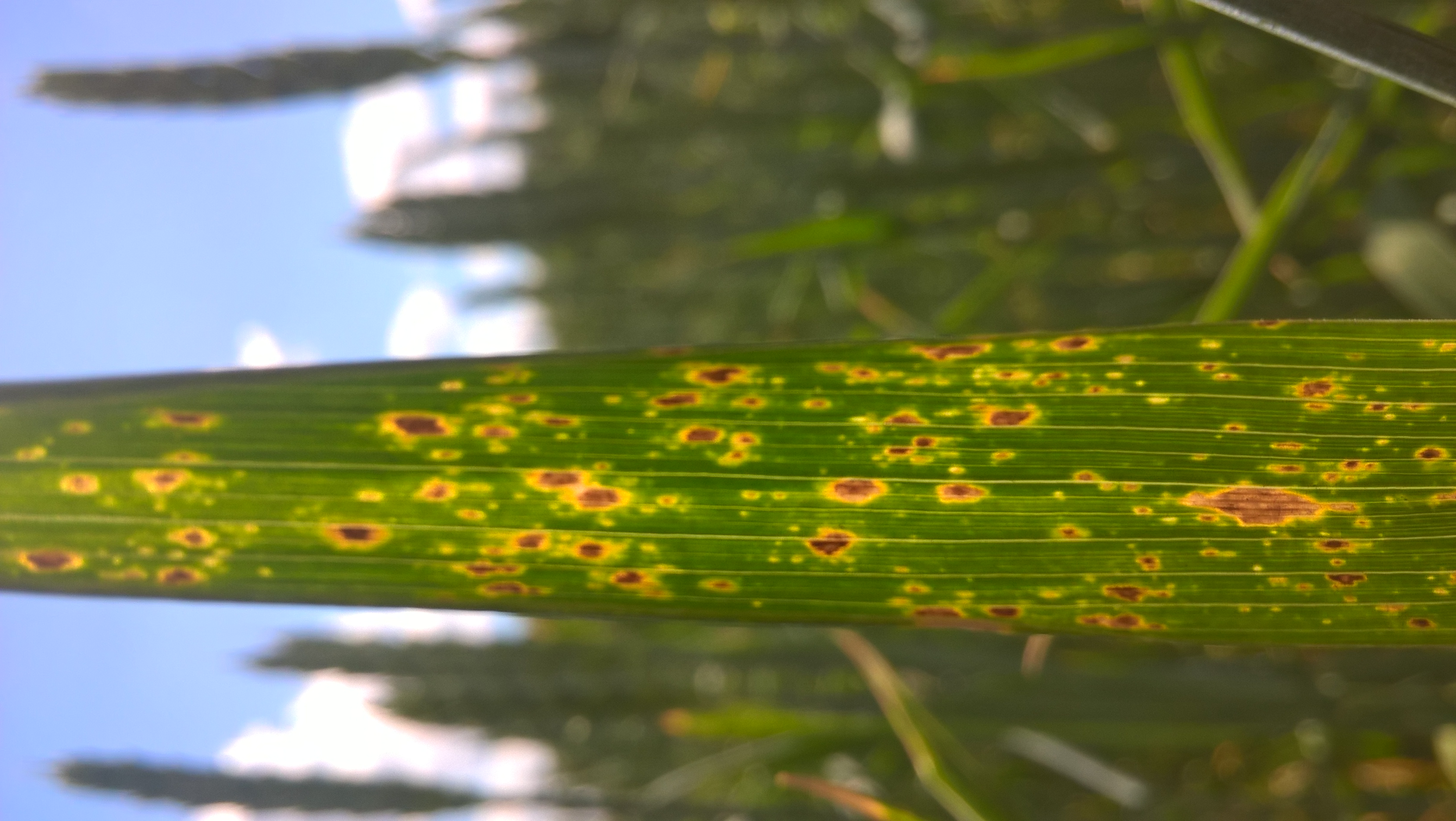 Пиренофороз (желтая пятнистость)