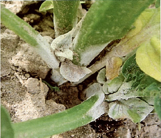 Ризоктониоз