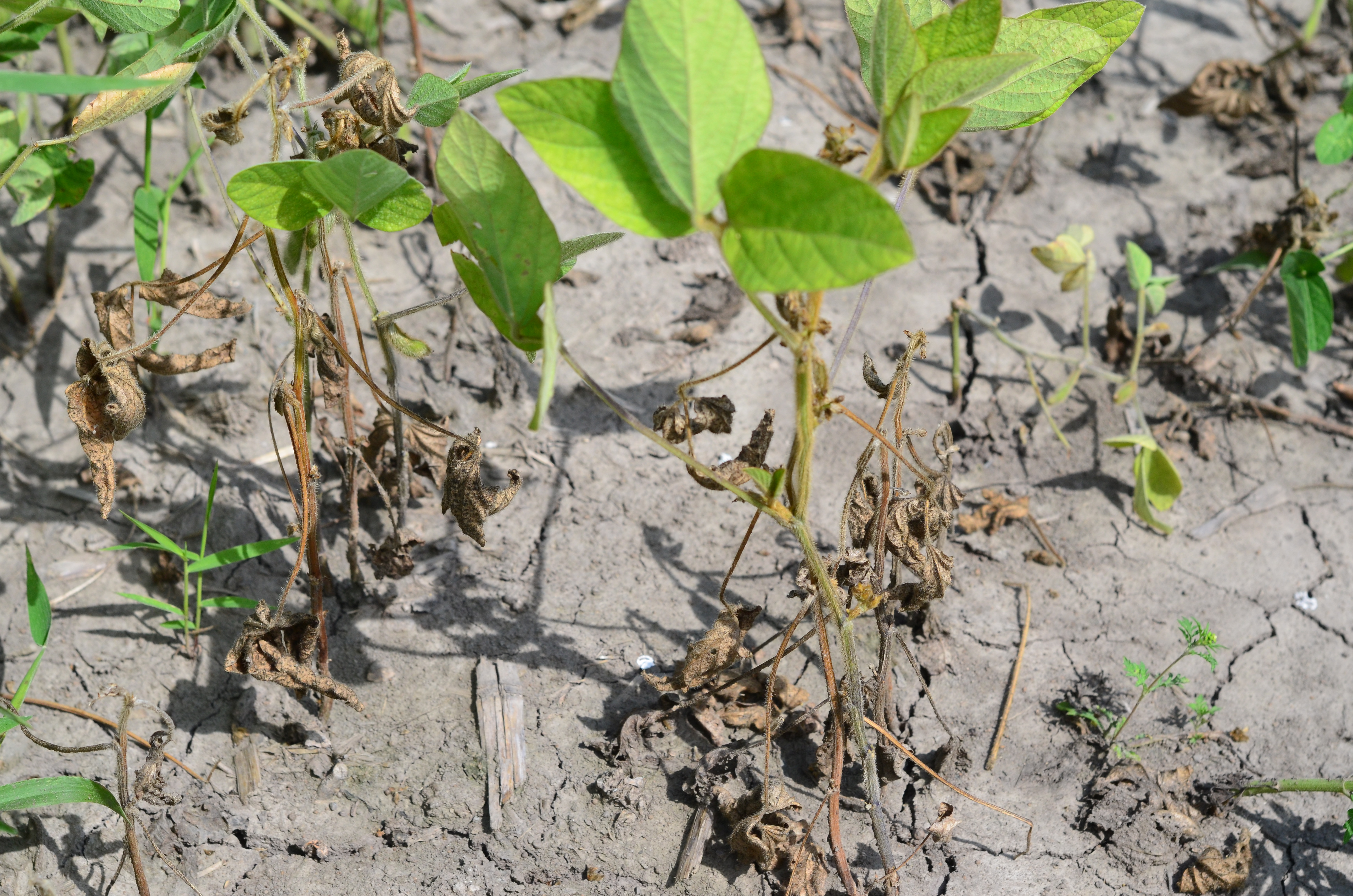 Фузариозное увядание