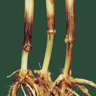 Фузариозная корневая гниль