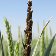 Пыльная головня