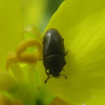 Рапсовый цветоед