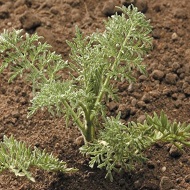 Дескурайния Софьи