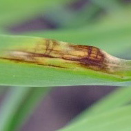 Сетчатая пятнистость